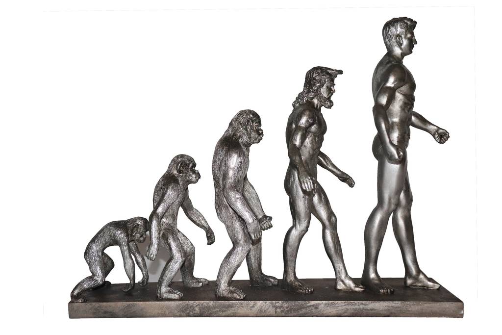 Evolution De L Homme